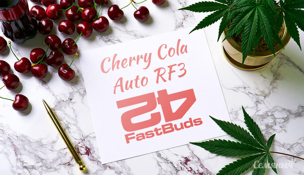Выращивание сорта марихуаны Cherry Cola Auto RF3 от FastBuds Гроурепорт сорта Cherry Cola Auto RF3 от FastBuds