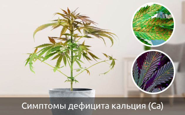 Признаки нехватки кальция у марихуаны как определить недостаток кальция у конопли