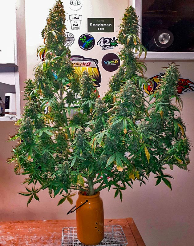 Трихомы янтарного цвета Куст Sour Diesel Auto от Herbies Seeds на 11 неделе