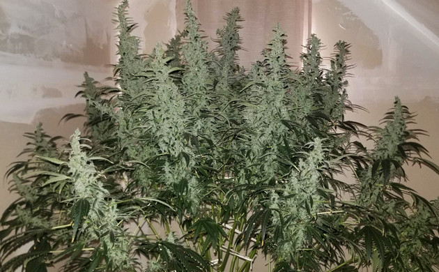 Каннабис Lemon AK auto fem перед сбором урожая Куст Lemon AK auto fem перед харвестом