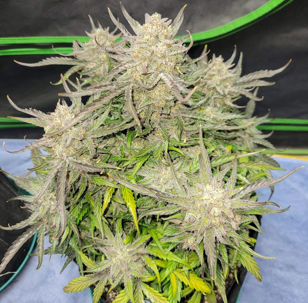 Подготовка к сбору урожая Ztrawberriez Auto Подготовка к харвесту Ztrawberriez Auto