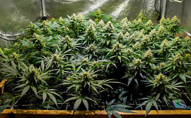 Цветение Hawaii Maui Waui на 16 неделе Куст конопли с большими шишками