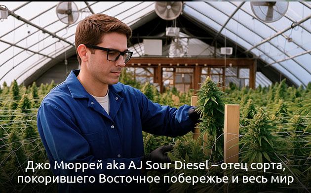 Тайна происхождения культового сорта конопли История происхождения сорта конопли