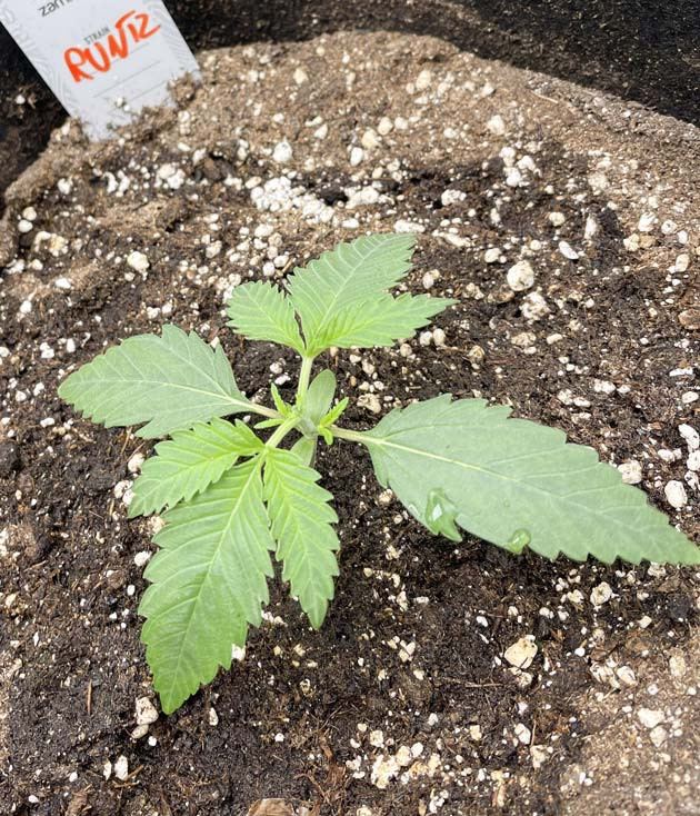 Старт вегетационного периода каннабиса Конопля на 2 неделе выращивания