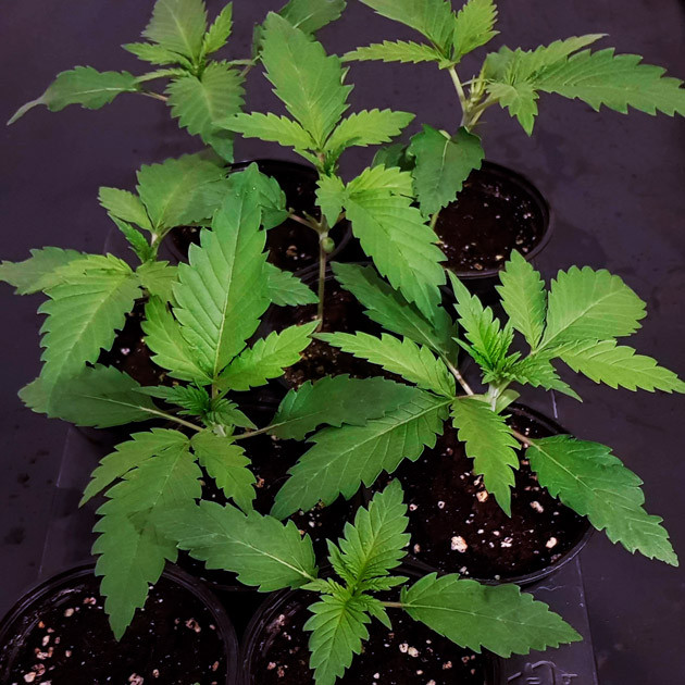 Вторая неделя вегетации Ростки по 12 см