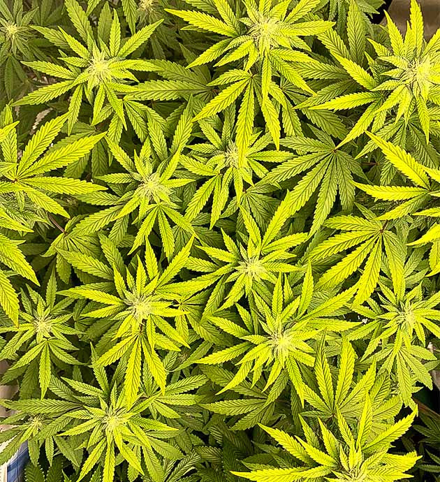 Подкормка Roots Organics для Notorious THC