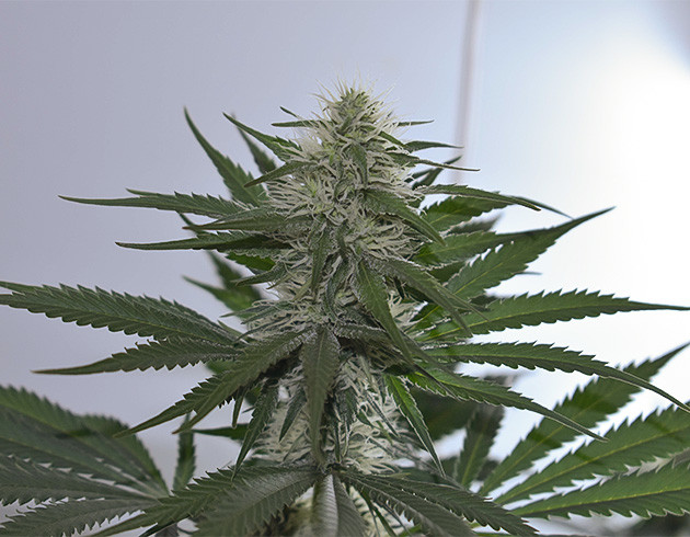 Начало цветения и регулировка света