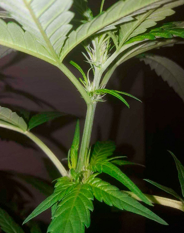 Тренировка растения Pineapple Chunk Тренировка куста Pineapple Chunk