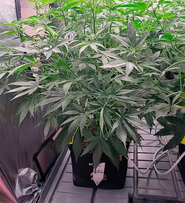 Борьба за пространство Amnesia Zkittlez Auto Как ветви Amnesia Zkittlez Auto заполнили гроубокс