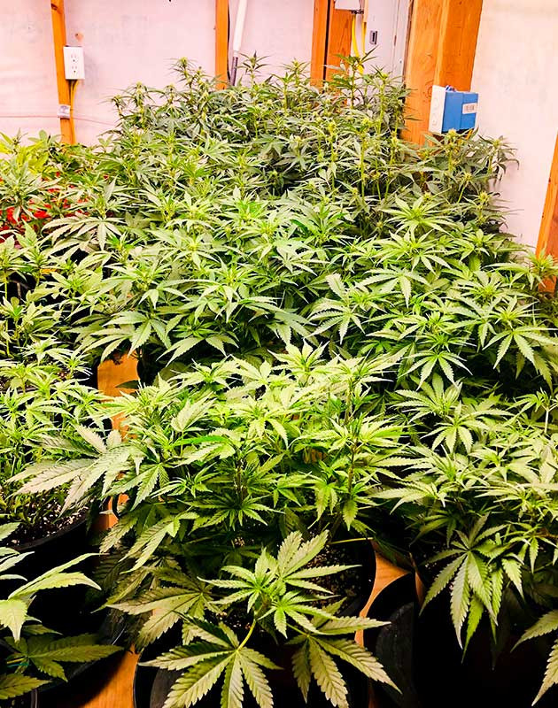 Подготовка куста Gelato Auto к цветению Стимуляция цветения сорта Gelato Auto