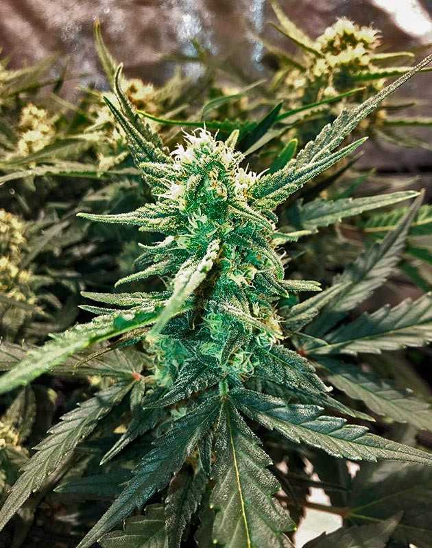 Шишка сорта конопли Scout Cookies Auto