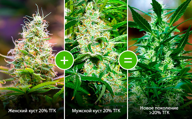 Бэккроссинг каннабиса: сохранение желаемых генетических характеристик
