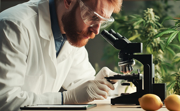 Медицинский потенциал лимонена Исследования терпенов и лимонена