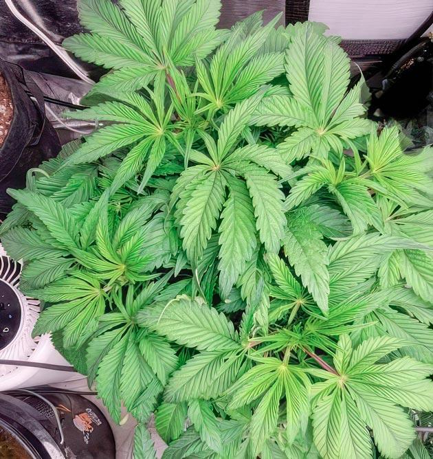 Начало фазы цветения Ghost Train Haze при смене светового режима на 12/12 Куст конопли Ghost Train Haze перед переходом на цветение
