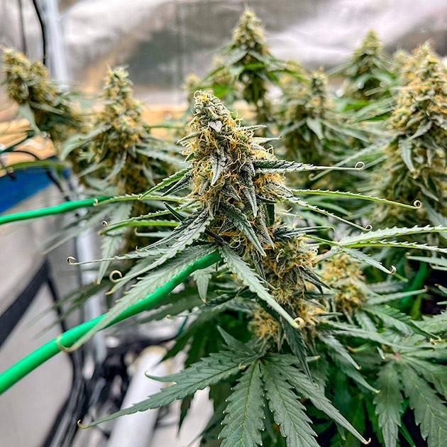 Titan F1 Auto: завершение цикла Titan F1 Auto: подготовка к сбору