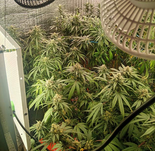 9 неделя роста марихуаны