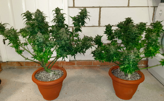 Харвест на 10 неделе Сбор урожая