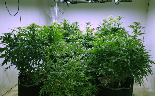 Дефолиация конопли