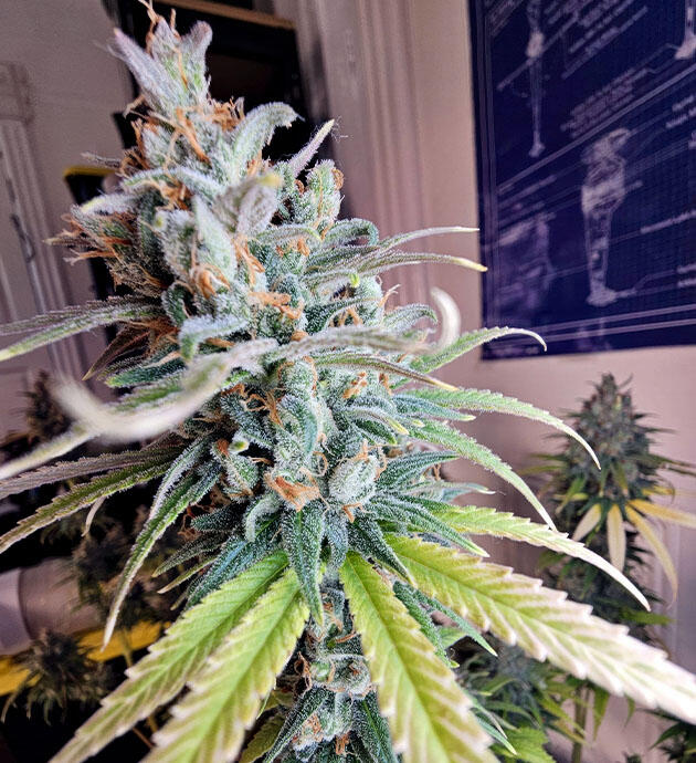 Полив водой с откорректированным pH Куст Apple Betty на 10 неделе цветения