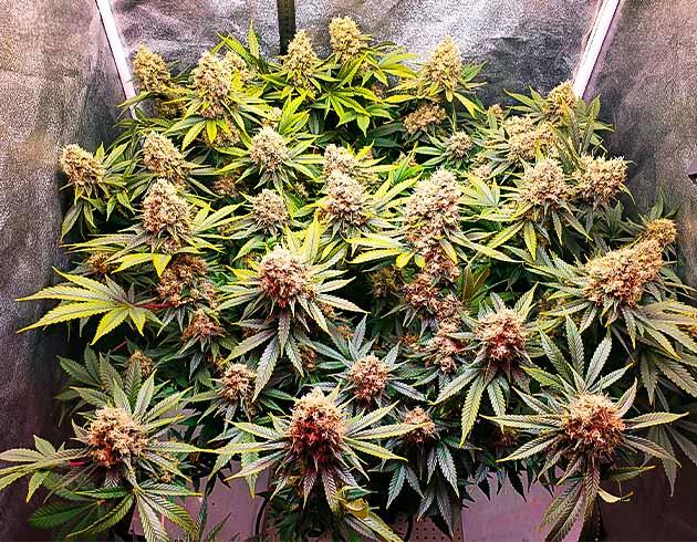 Куст RS11 на последней неделе выращивания