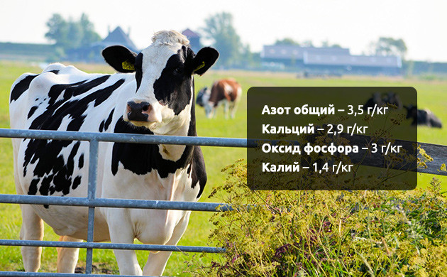 Использование коровьего навоза Состав коровьего навоза