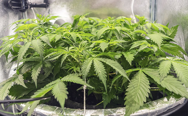 Суперкроппинг на 6 неделе Суперкроппинг конопли