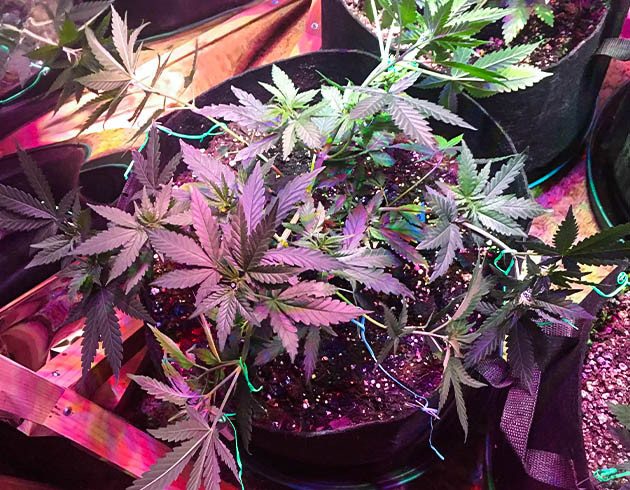 Применение техники LST Растягивание ветвей конопли