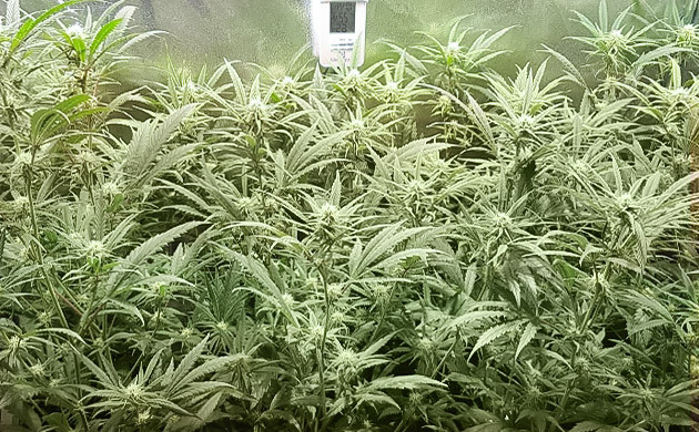 Шестая неделя выращивания Средний рост кустов 45 см