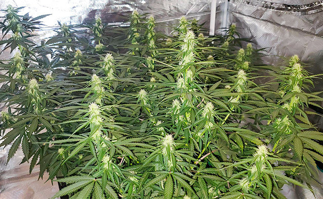 Кусты Auto Lemon Kix в горшке Развитие бутонов Auto Lemon Kix