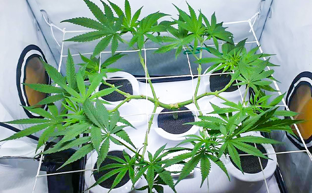 Переезд куста в новый гроубокс Установка сетки скрог