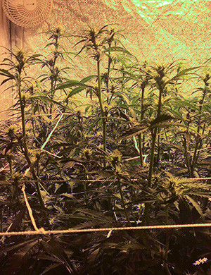 Добавление второй сетки ScrOG на 7 неделе Кусты с маленькими соцветиями