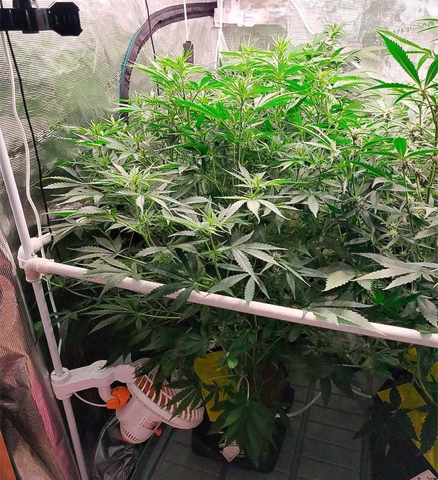 Как дефолиация помогает Amnesia Zkittlez Auto Гигант в гроубоксе Amnesia Zkittlez Auto