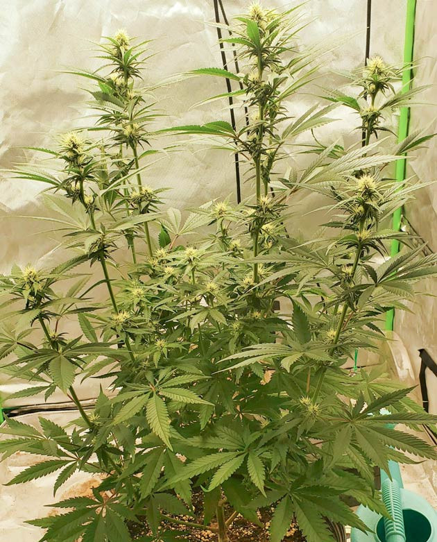 Продолжение растяжки Cafe Racer Фиолетовый оттенок у Cafe Racer