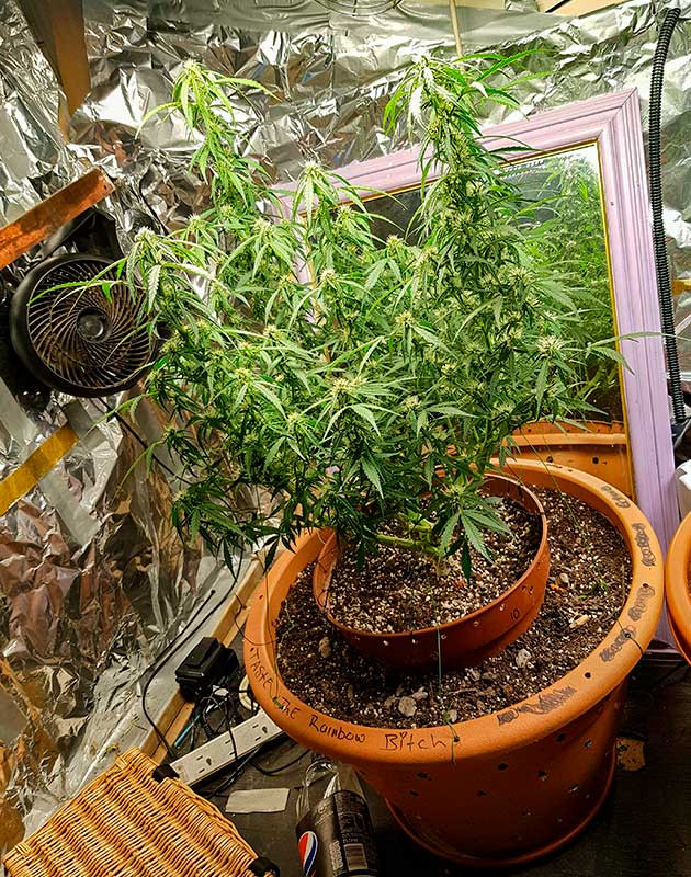 Выращивание марихуаны Zkittlez Auto Zkittlez Auto на цветении