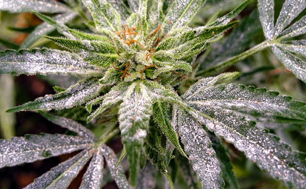 Мучнистая роса на листьях Белый налет на всей поверхности куста