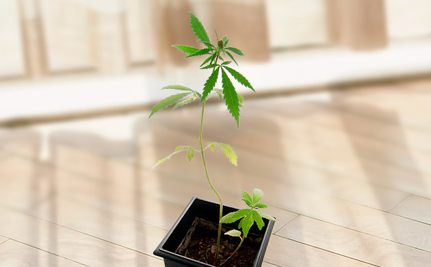 Вентиляция: важность воздушного потока для роста Влияние вентиляции на рост саженцев