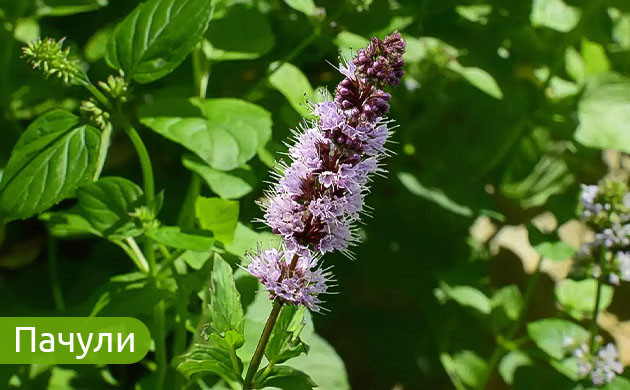 Пачули: тропический аромат марихуаны Пачули: землистый аромат и терпены