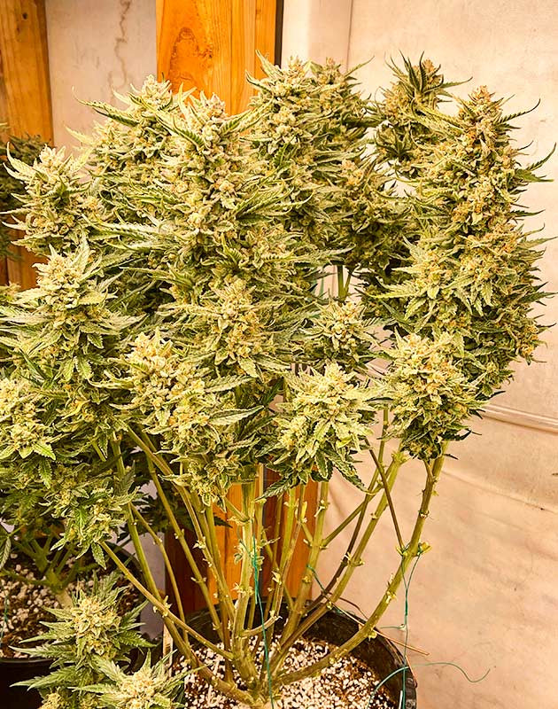 Харвест и сушка соцветий Gelato Auto Сбор урожая Gelato Auto