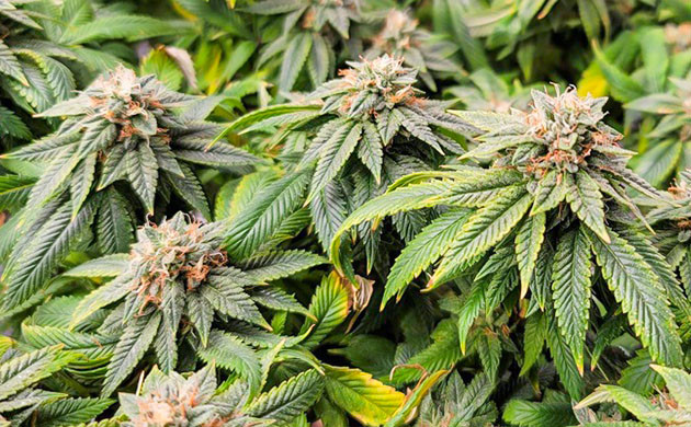 Плотные и твердые соцветия