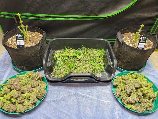 Сбор урожая с куста Ztrawberriez Auto Сбор урожая с кустов Ztrawberriez Auto