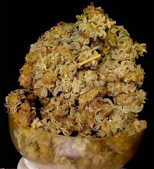 Общие впечатления о сорте Lemon Tree Собранные шишки марихуаны