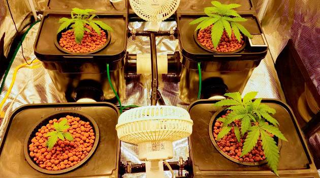 Проращивание семян сорта LSD от сидбанка Семяныч Проращивание семян