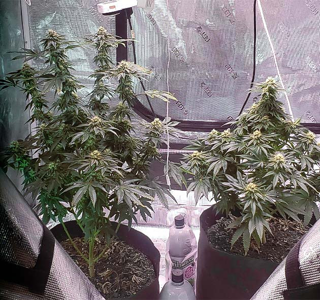 Стимуляция цветения сорта Vanilla Frosting Стимуляция роста куста Vanilla Frosting