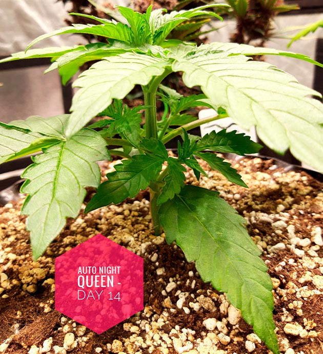 Кустик с несколькими этажами листьев