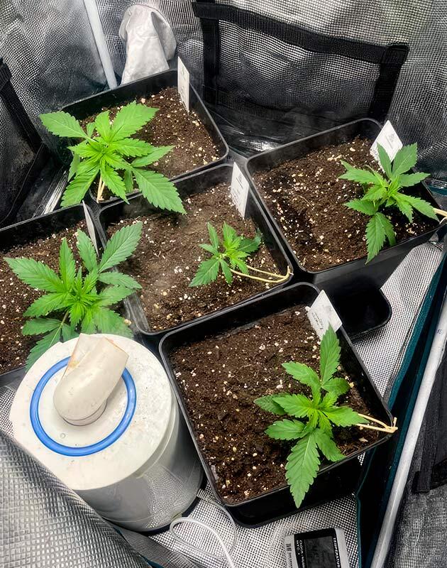 Кусты каннабиса Gorilla Zkittlez Auto на второй неделе роста