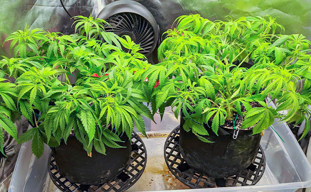 Появление точек роста шишек