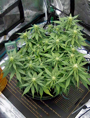 Промывка куста на 6 неделе Куст на 6 неделе выращивания