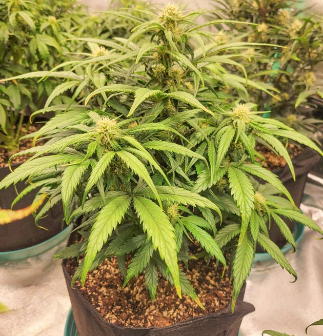 Дефолиация и уход за Ztrawberriez Auto Уход за Ztrawberriez Auto