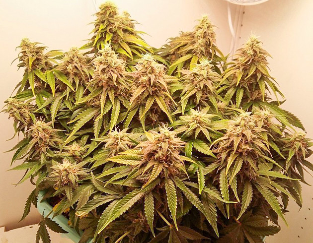 Созревший куст Devotchka