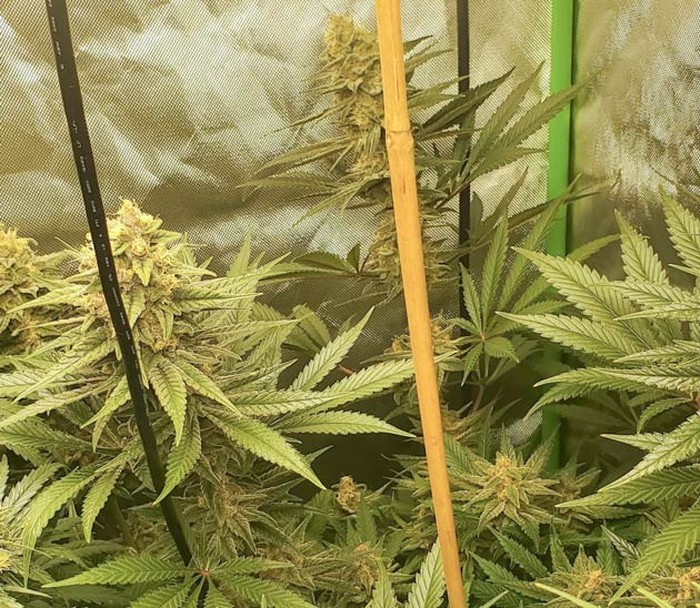 Провисание веток Cafe Racer Опоры для Cafe Racer